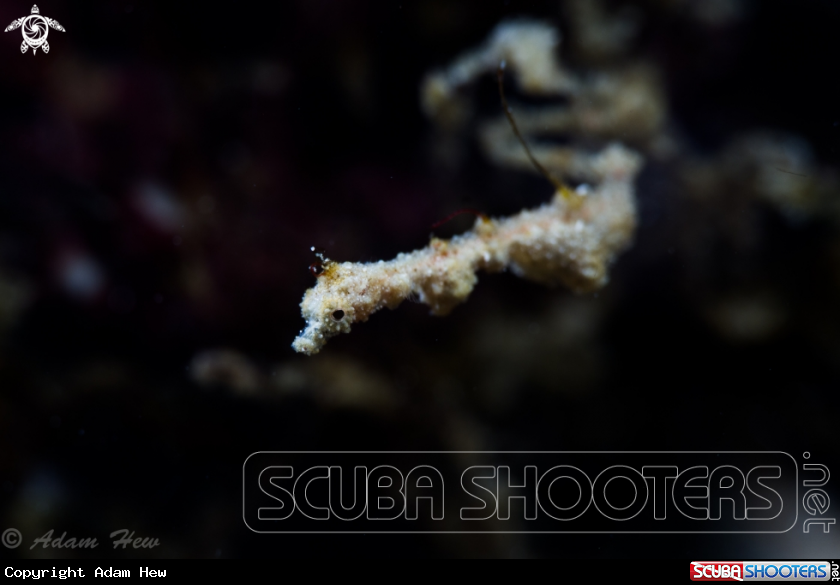 A Lembeh Sea Dragon