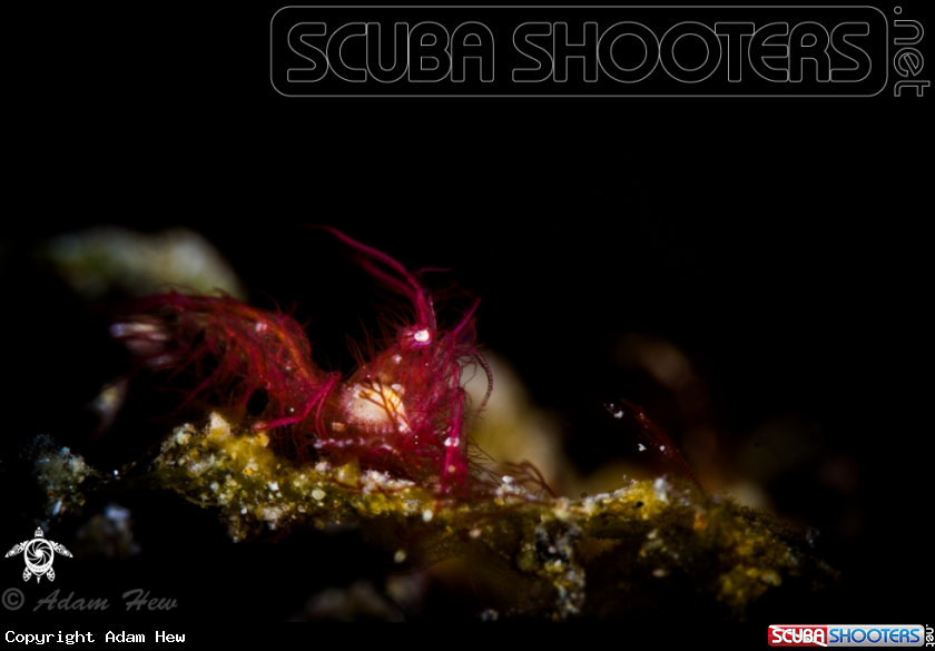 A Hairy Shrimp