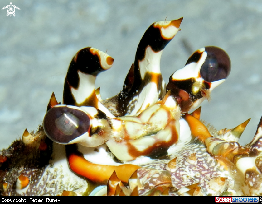 A Lobster