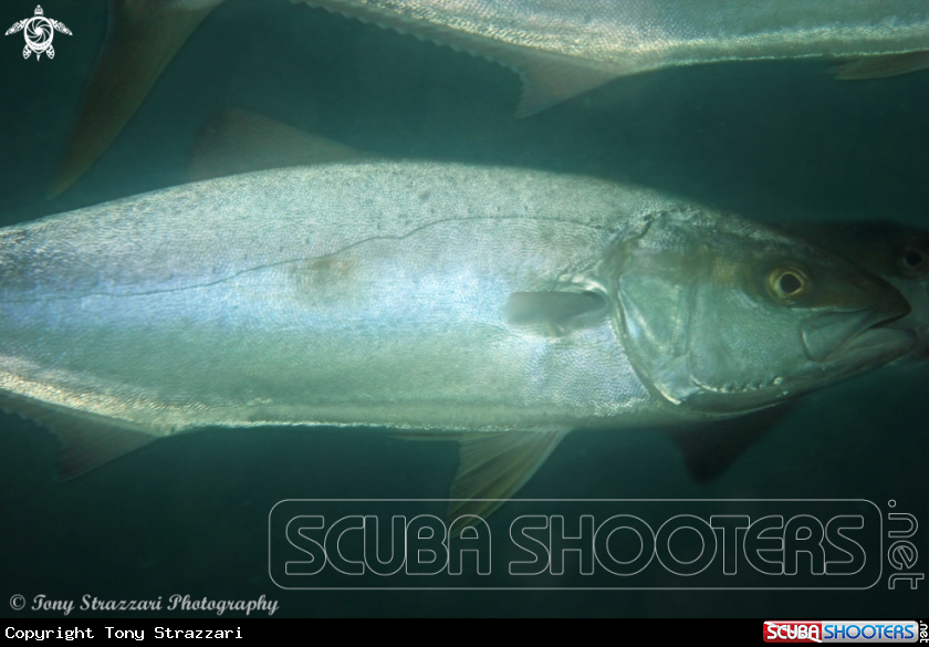 A Queenfish