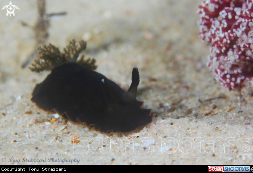 A Black Dendrodoris