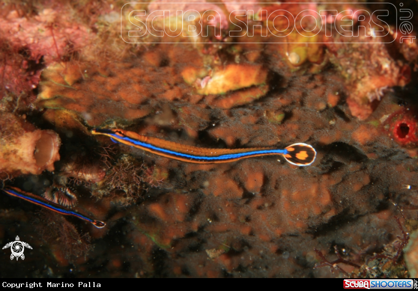 A pipe fish
