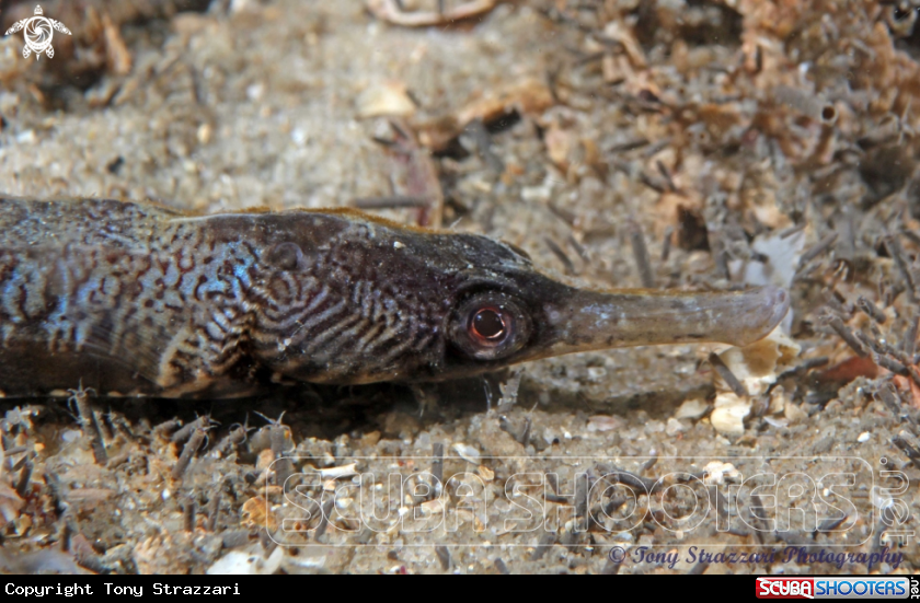 A Tiger pipefish