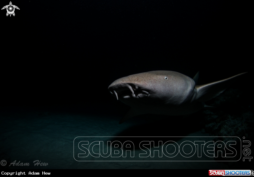 A Nurse Shark