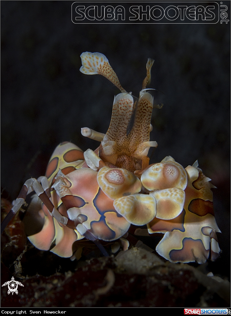 A harlequin shrimp