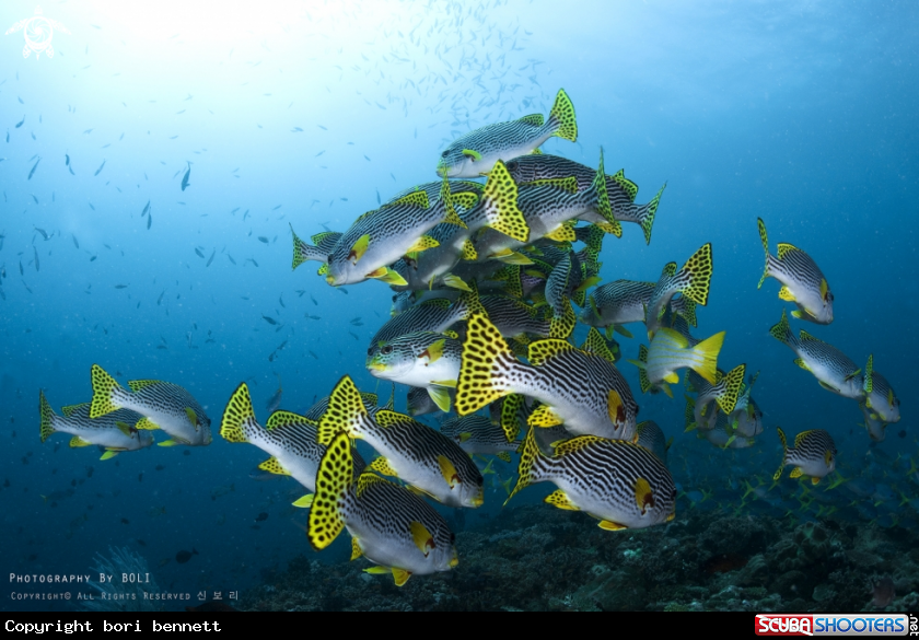 A sweetlips 
