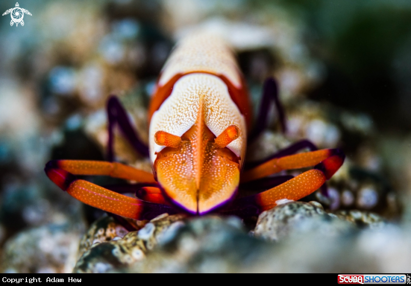 A Emperor Shrimp