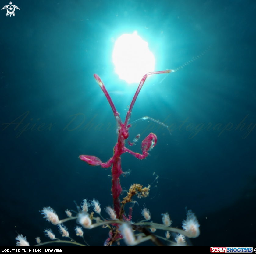 A skeleton shrimp 