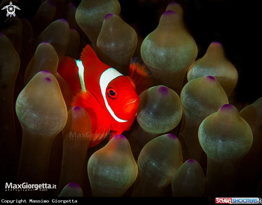 A clown fish
