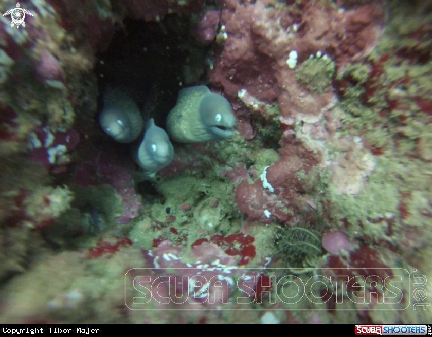 A Moray