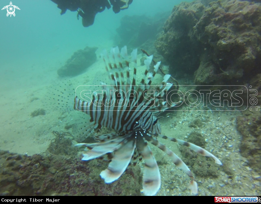 A Lionfish