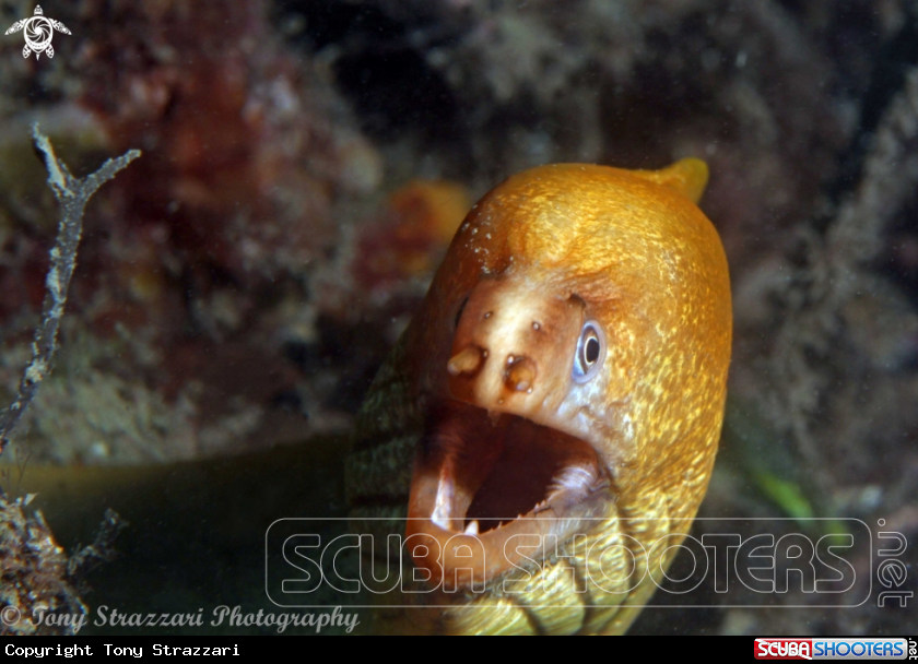 A Green moray