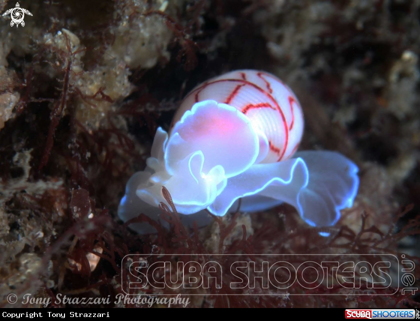 A Lined Bubble-shell