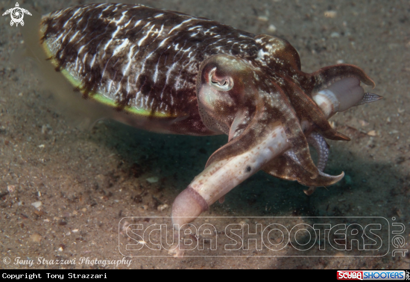 A Mourning cuttle with razor shell