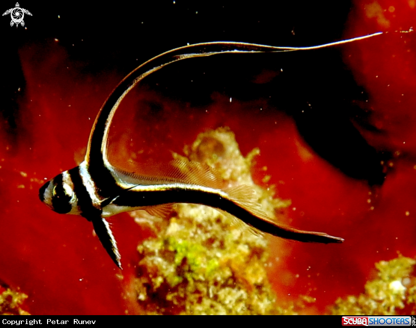 A Drumfish