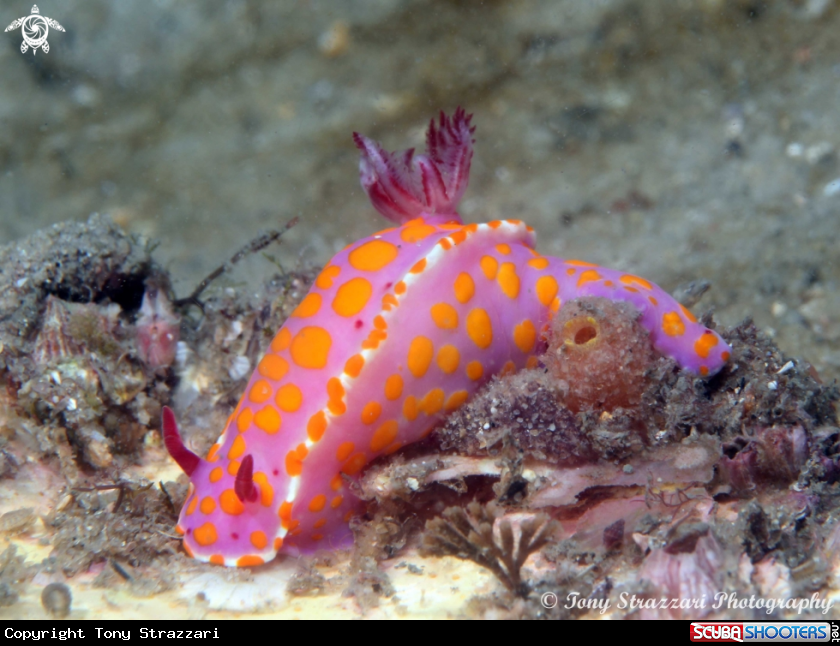 A Sweet Ceratosoma