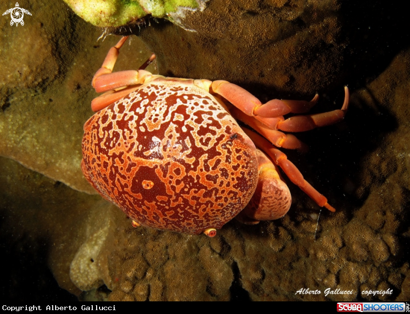 A Red coral crab