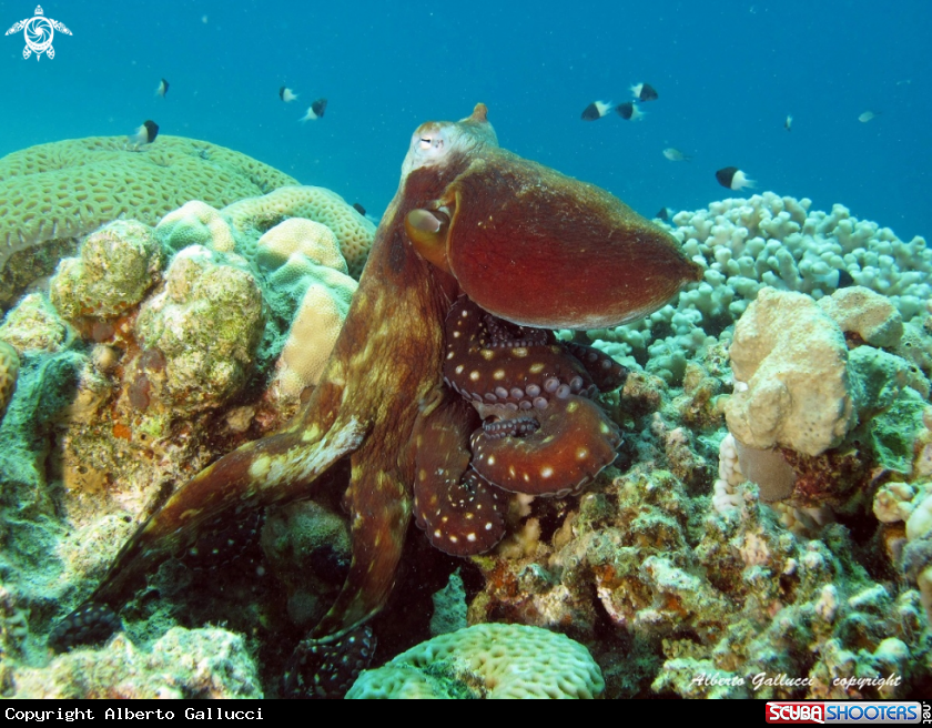 A Octopus