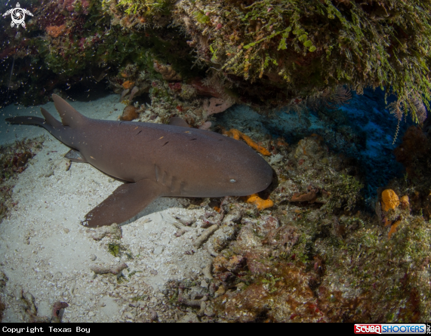 A Nurse Shark