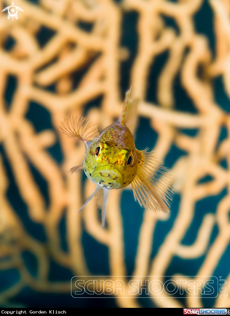 A underwater creature