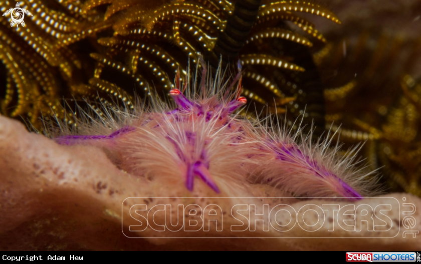 A Hairy Squat lobster