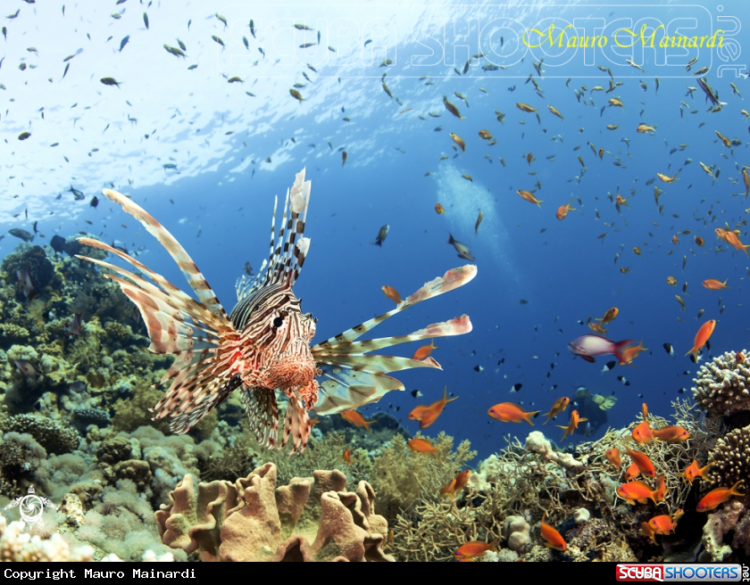 A Lionfish