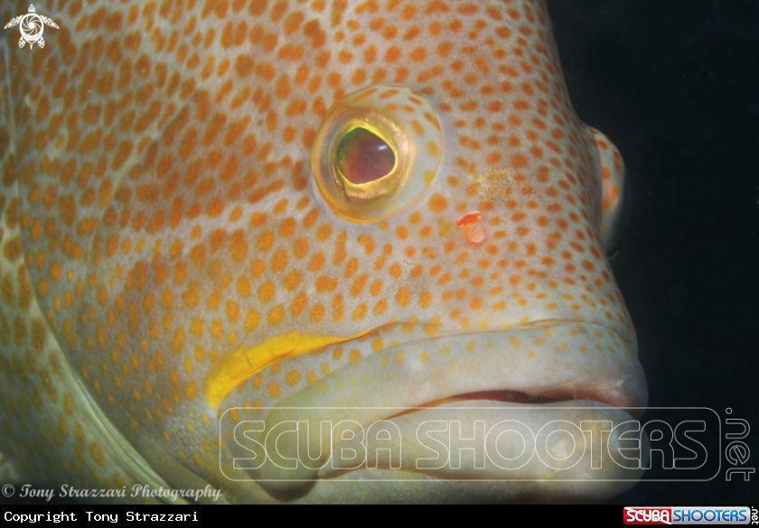 A Maori cod