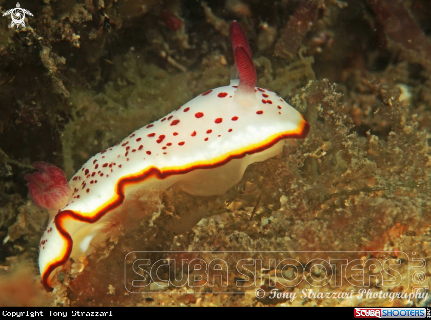 A Daphne's Goniobranchus
