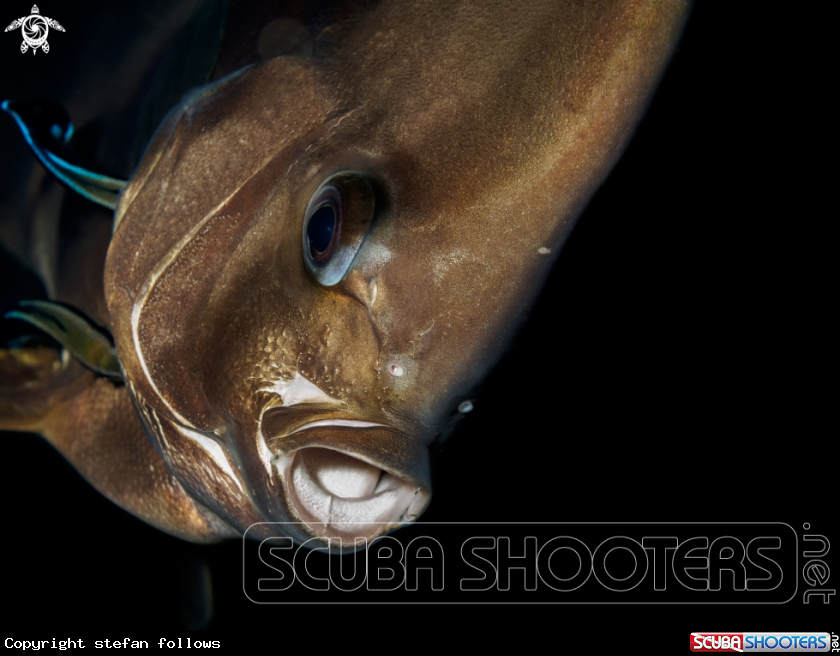 A Longfin Batfish