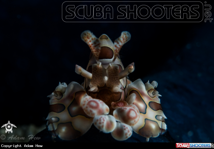 A Harlequin shrimp