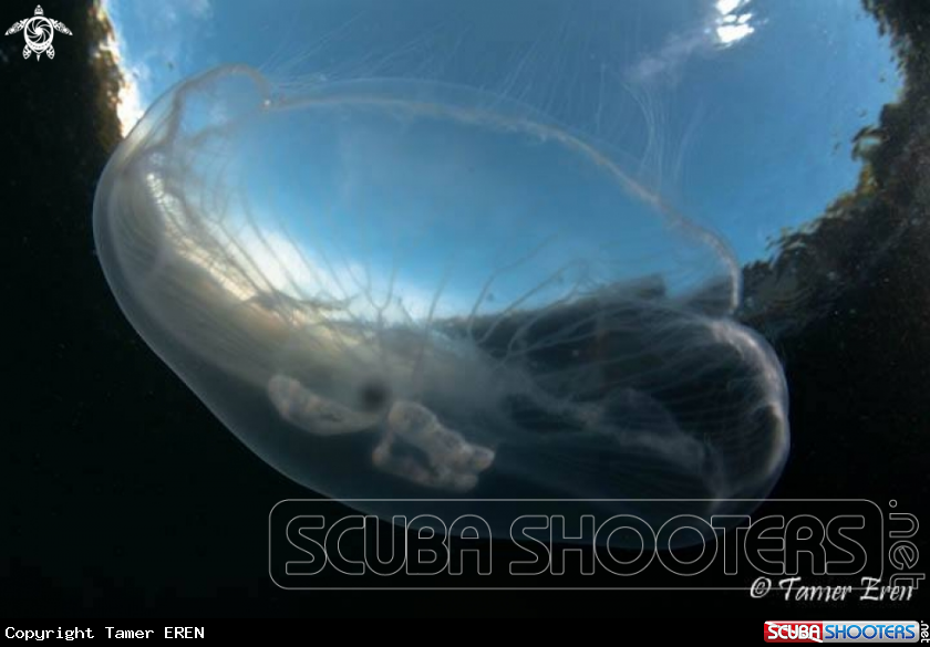A Jellyfish