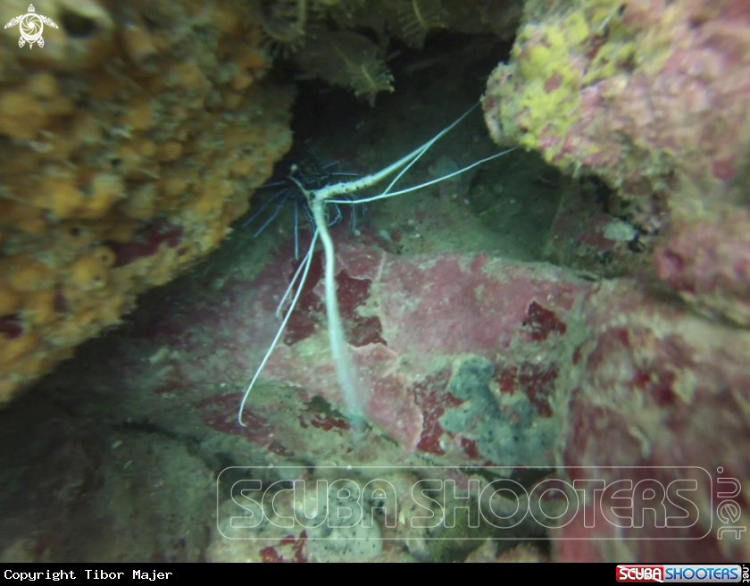 A Blue painted spiny lobster