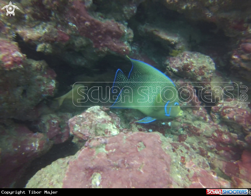 A Semicirrcle angelfish
