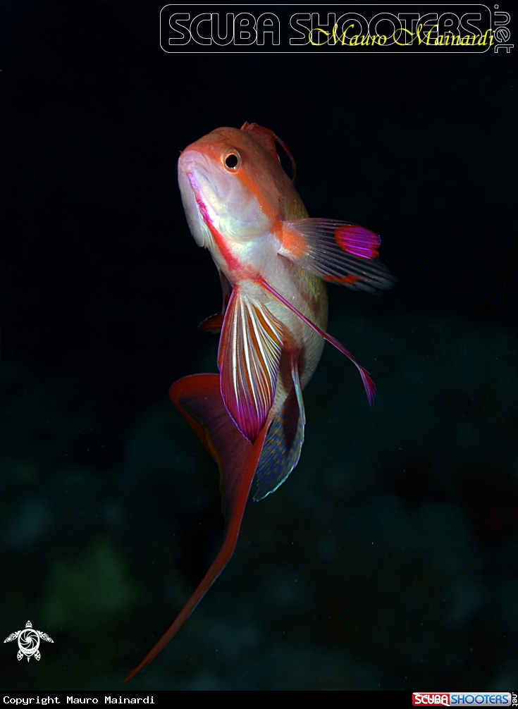 A Anthias male