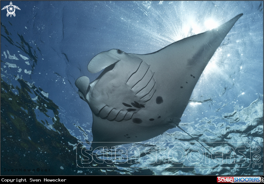 A Manta Ray