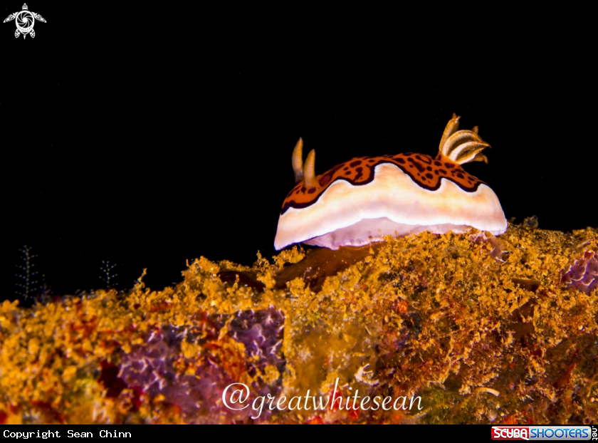 A Nudibranch