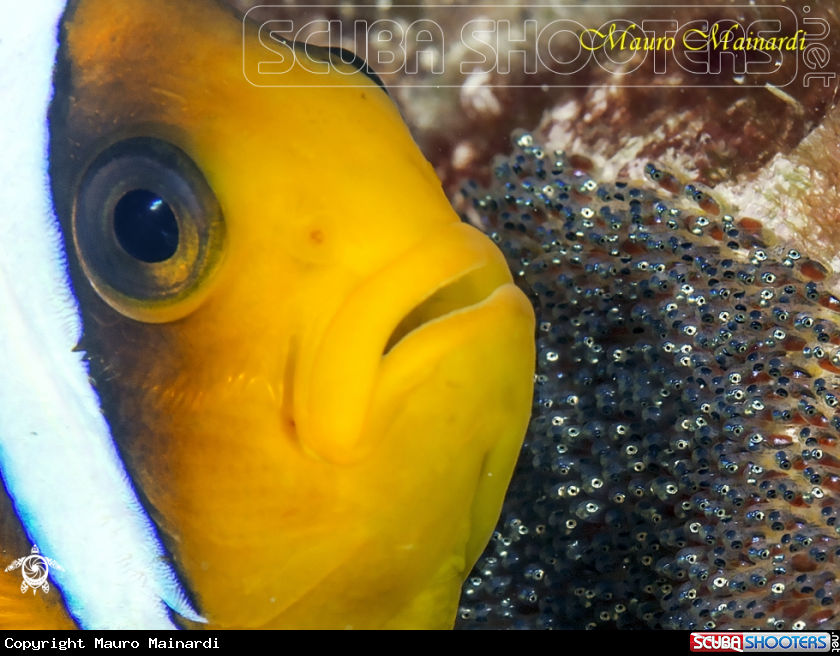 A Clownfish and babies