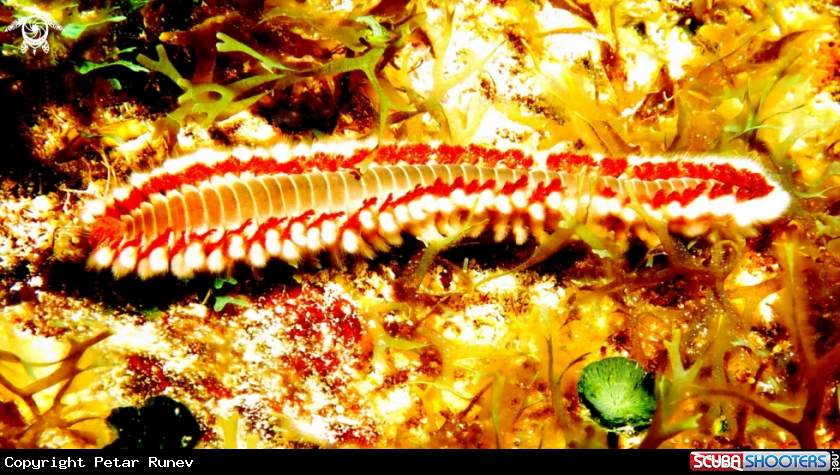 A Orange Fireworm (Eurythoe complanata) 