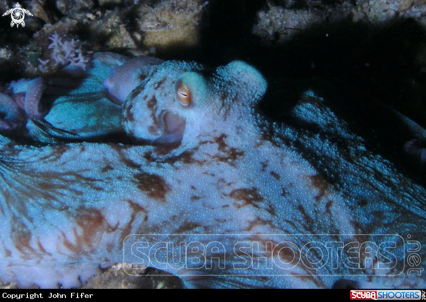 A Atlantic octopus