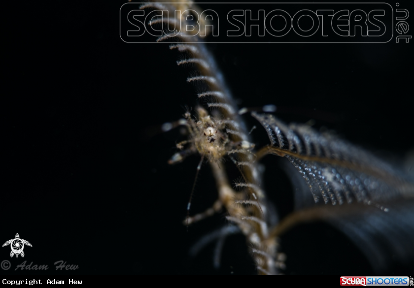 A Skeleton shrimp