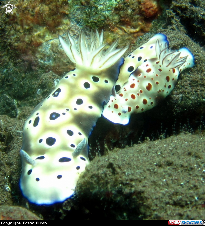 A Nudibranch  - Chromodoris-Annulata