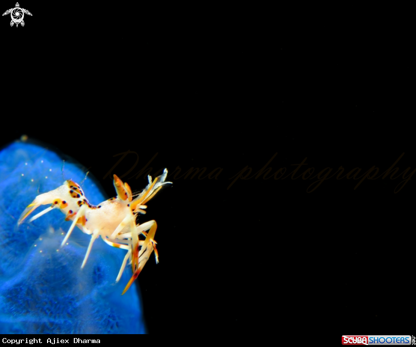 A tiger shrimp 