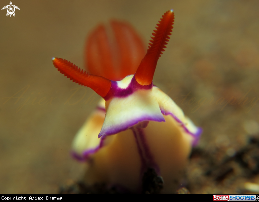 A hypselodoris 