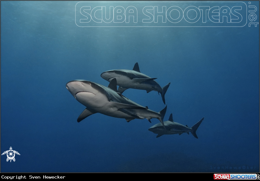 A caribbean reef shark