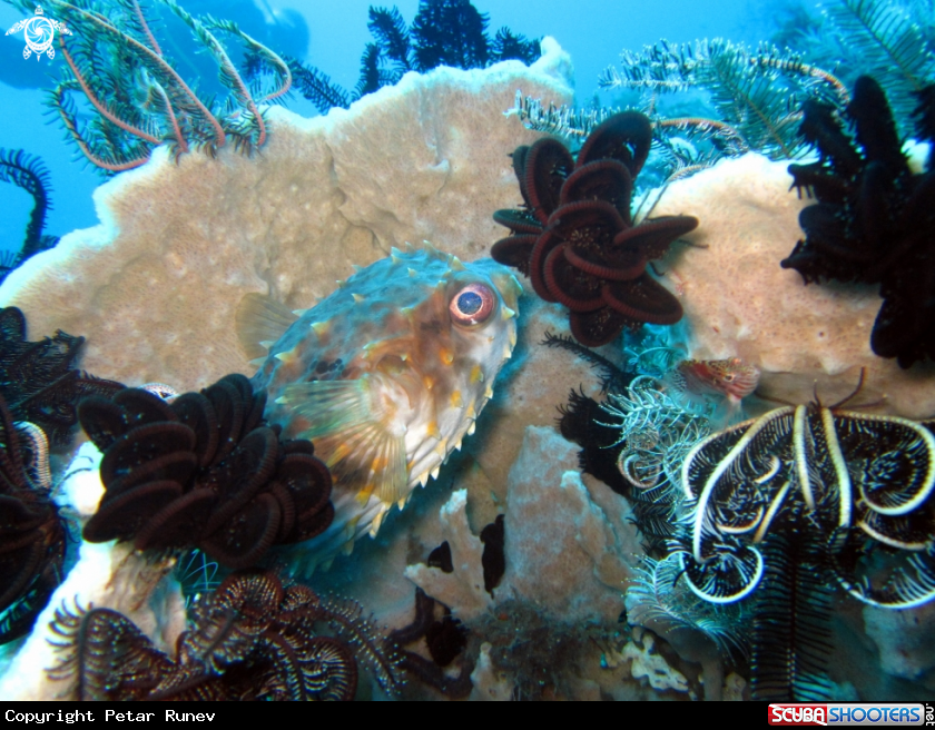 A Yellow - spotted Porcupinefish