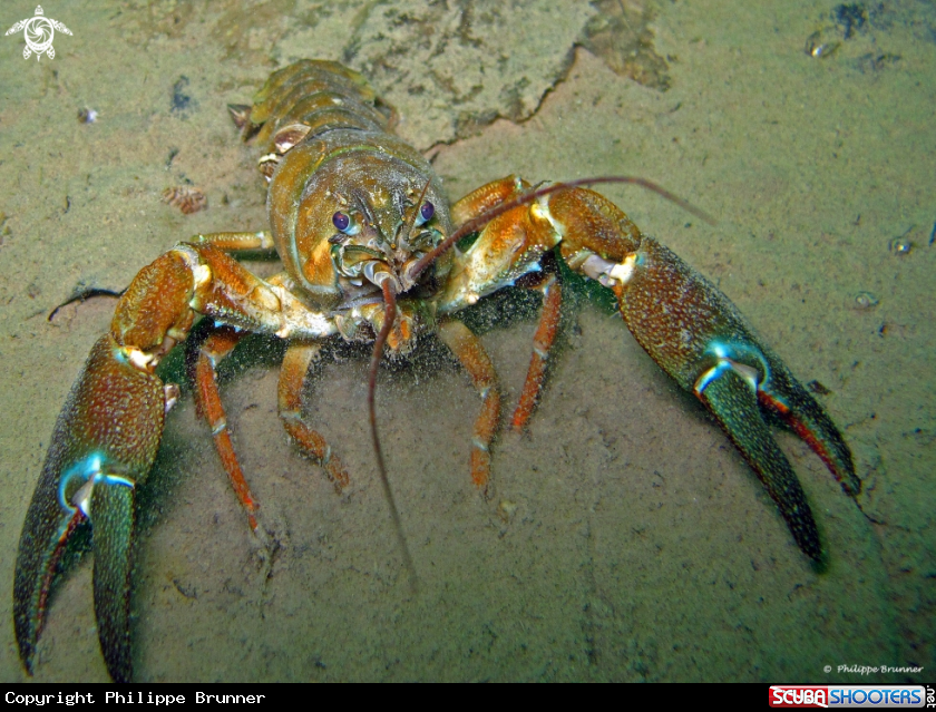 A Crayfish