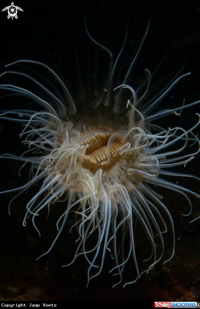 A small snakelocks anemone