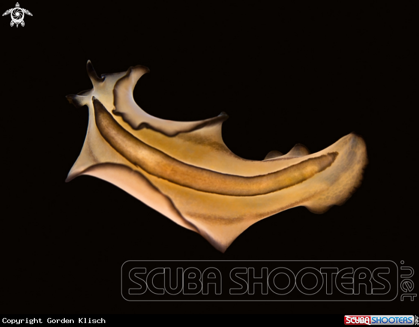 A underwater creature