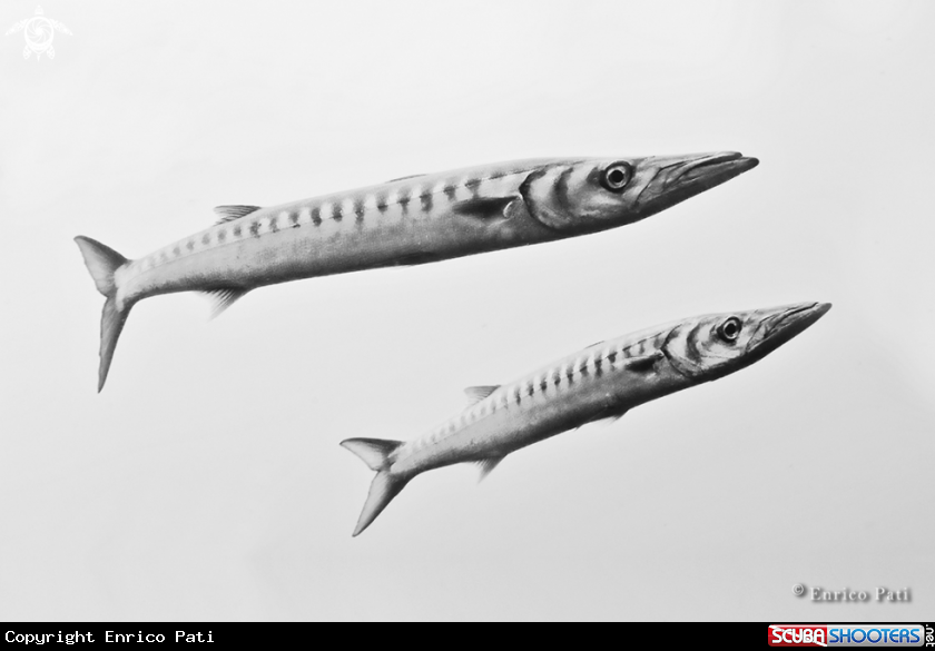 A Barracuda