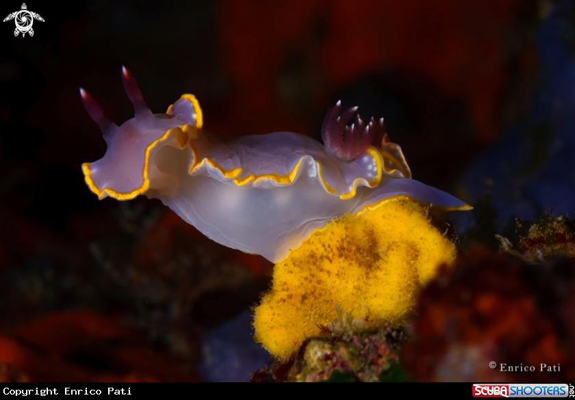 A Nudibranco